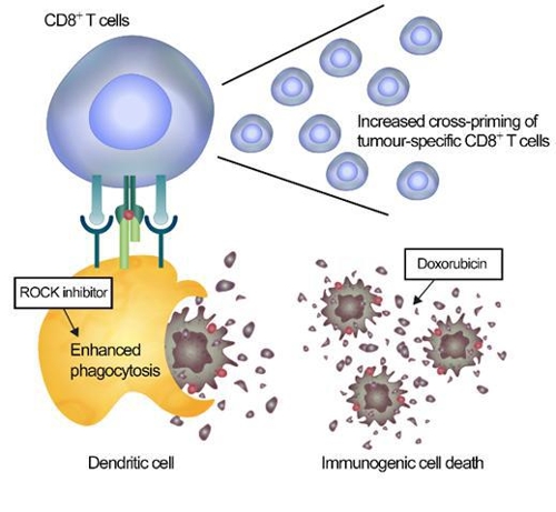 수지상세포 활성화를 통한 항암 면역치료 설명도