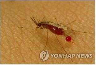 말라리아 매개 중국얼룩날개모기 [연합뉴스 자료사진]