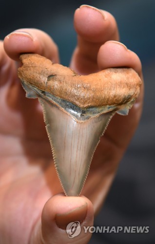 톱니모양이 선명한 상어이빨 화석
