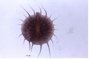 미조스토마류 미기록종