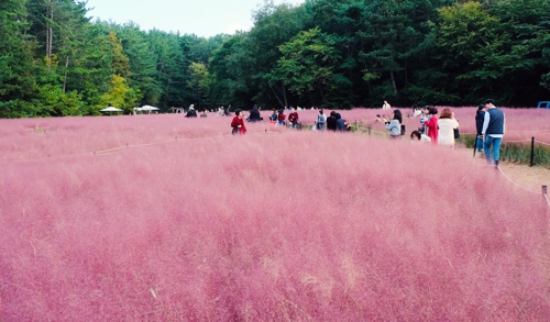 울산대공원 핑크뮬리 정원