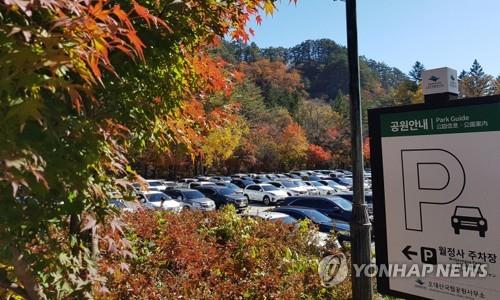 단풍철 관광지 무질서 행위에 '몸살'…"시민의식 제고 절실" 