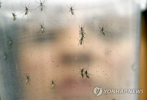 지카 바이러스를 옮기는 모기 (AP=연합뉴스)