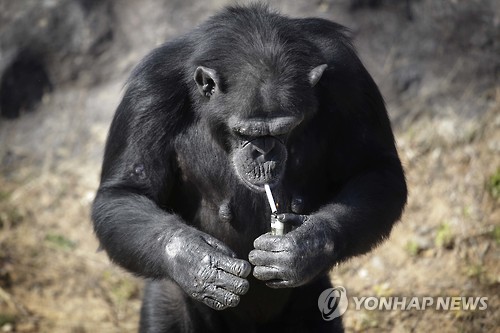 라이터로 담배에 불붙이는 '달래' [AP=연합뉴스]