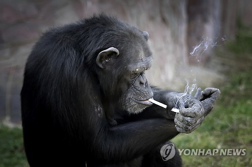 담배꽁초의 남은 불로 담뱃불 붙이는 '달래' [AP=연합뉴스]