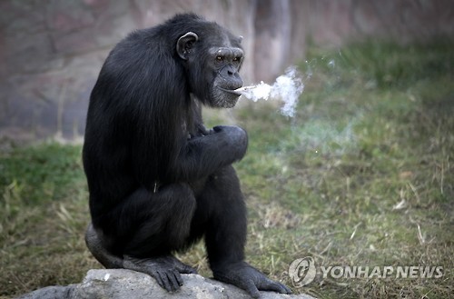 담배 피우는 침팬지 '달래' [AP=연합뉴스]