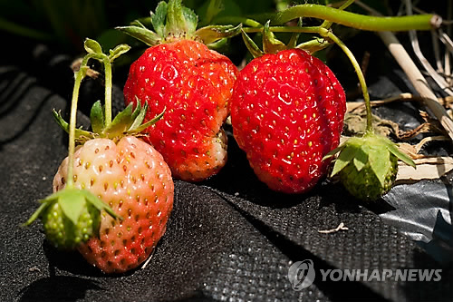 딸기 열매(연합뉴스 자료사진)
