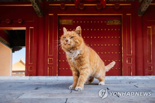 중국 베이징 자금성에서 생활했던 점쟁이 고양이 바이디엔의 생전 모습 [AFP=연합뉴스]