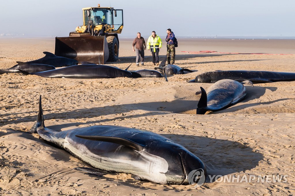 FRANCE NATURE WHALE STRANDING