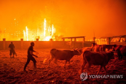 포르투갈 마리나 그란데 지역의 소 농가 인근에 난 산불