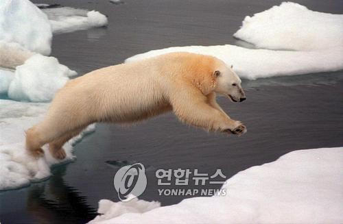 북극곰[EPA=연합뉴스]