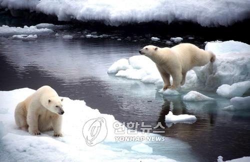 북극곰[EPA=연합뉴스]