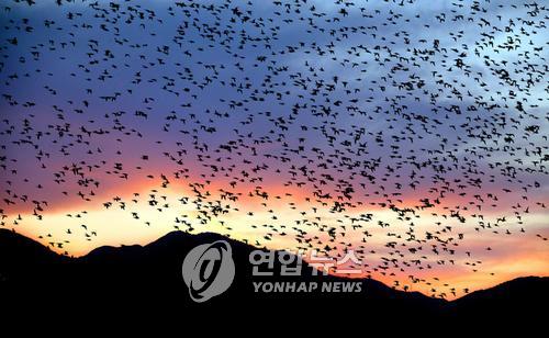 가창오리 군무(연합뉴스 자료사진) 