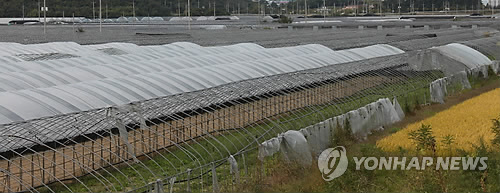 울산 부추 농가 전경.(자료사진)