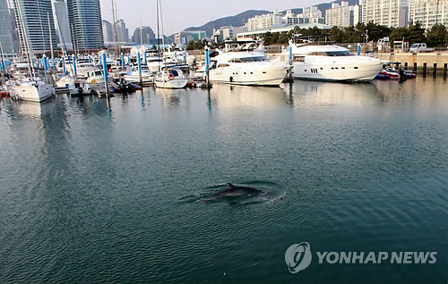 부산서 발견된 새끼 밍크고래