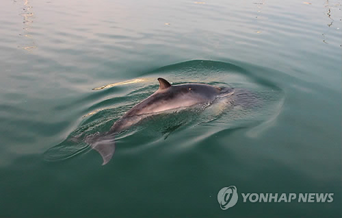 부산서 발견된 새끼 밍크고래