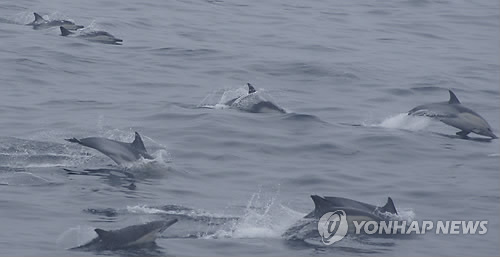 울산 앞바다 참돌고래 4천여마리 발견