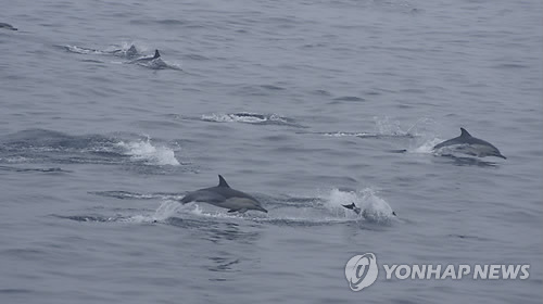 울산 앞바다 참돌고래 4천여마리 발견