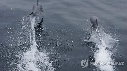 울산 앞바다 참돌고래 4천여마리 발견