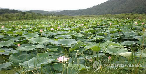 울산 회야댐 생태습지 시민에 개방…연꽃·갈대 장관