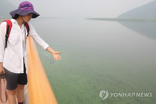 낙동강 하류도 녹조현상 심각