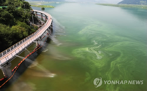 취수장 위협하는 거대한 낙동강 '녹조라떼'