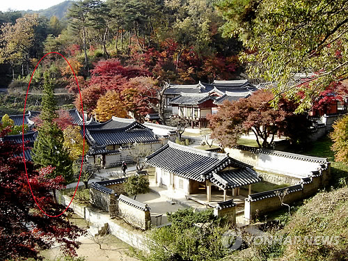 도산서원에서 추방되는 금송