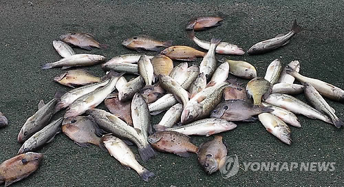 용지호에서 포획한 외래어종(연합뉴스DB)