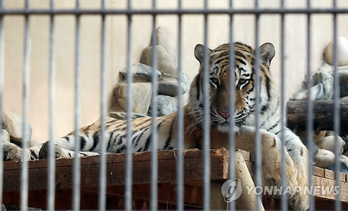 탈출했던 서울대공원 호랑이