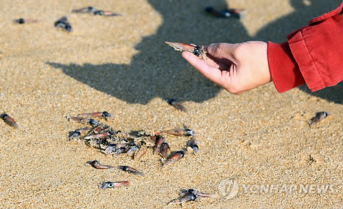 해변으로 밀려나온 오징어 치어