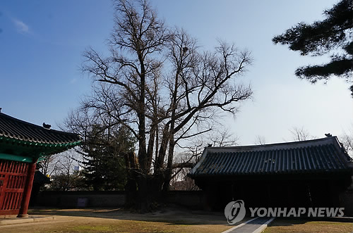 서울시 기념물 된 성균관 대성전 은행나무