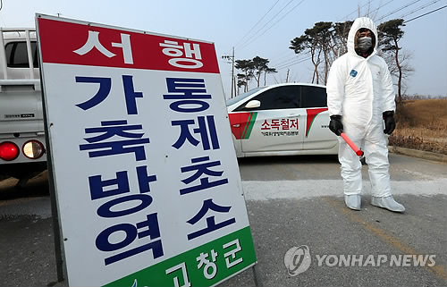 고창 오리농장서 고병원성 AI 발생