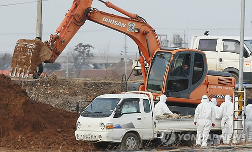 파묻히기 직전의 오리