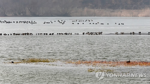 동림저수지의 철새들