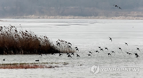 고창 동림저수지의 철새들