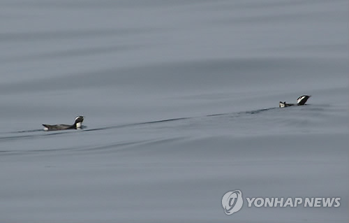 한려수도서 발견된 멸종위기종 뿔쇠오리