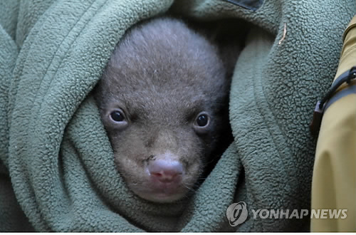 지리산 반달가슴곰 새끼 5마리 태어나…총 35마리