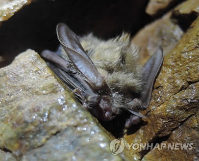 멸종위기 토끼박쥐 가야산국립공원 서식 확인