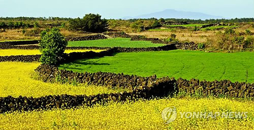 세계 중요농업유산으로 등재된 제주 '밭 돌담'