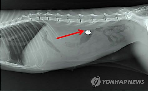 고양이 뱃속에 박혀있는 납탄