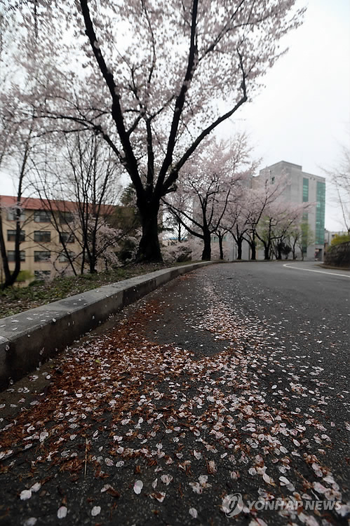 솔로의 저주?…하룻밤사이 떨어진 벚꽃