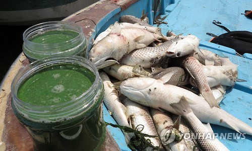 한강 생태 '비상등'…극심한 녹조·물고기 집단폐사 | 인스티즈