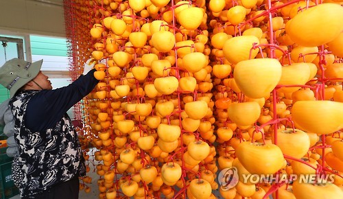 산청 곶감 말리기(연합뉴스 자료사진)
