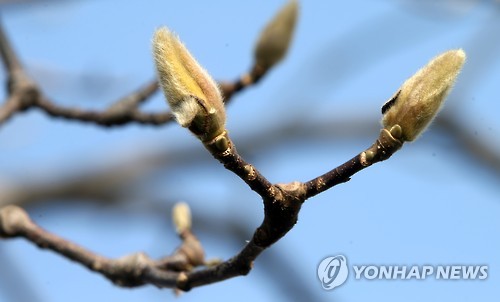 금세 터질까…한껏 부푼 목련 꽃망울