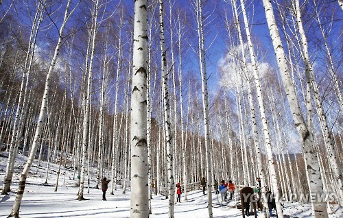 인제 자작나무숲 1일부터 개방…빙어축제도 즐긴다