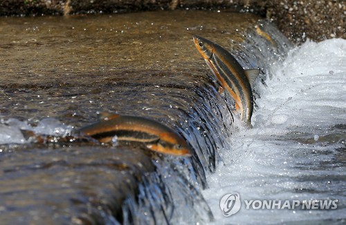 '포기란 없다'…황어의 끊임없는 도전