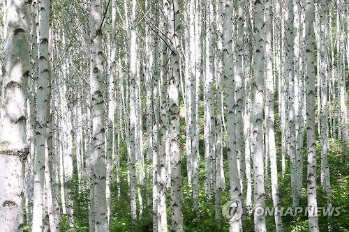'하얀 나무껍질'의 동화 같은 숲