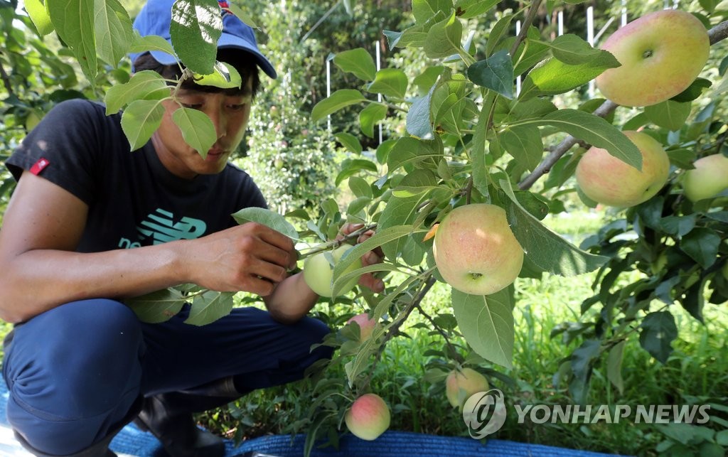 폭염에 사과 살펴보는 농민 [연합뉴스 자료사진]