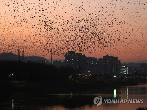 울산 도심 뒤덮는 떼까마귀