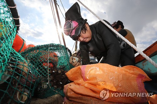 수확물 정리하는 해녀